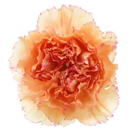Carnation Goopy Geer holl(20st