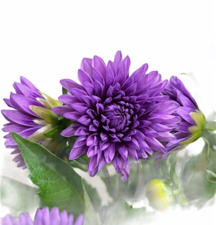 Dahlia MoonLady fresca(5st)