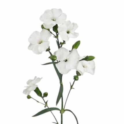 Dianthus Solomio Snow Tessino