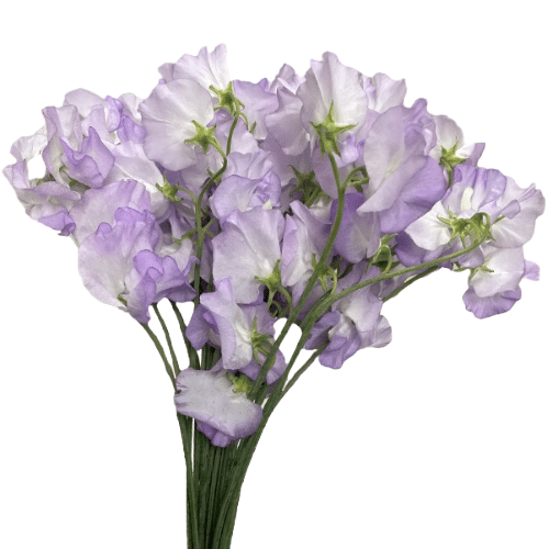 9fcd4a03-1b89-4277-8022-f58dcac87784.png Sweet Pea Kasumi choice - Image 1