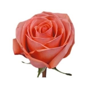 Rose Movie Star 60cm rprima