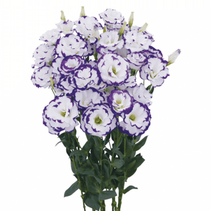 Lisianthus Eskaliber Bicolor B