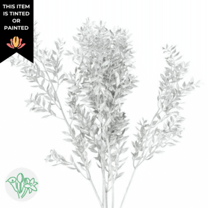Italian Ruscus Silver holex