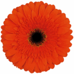 Gerber Candela ORg UFD - Image 2