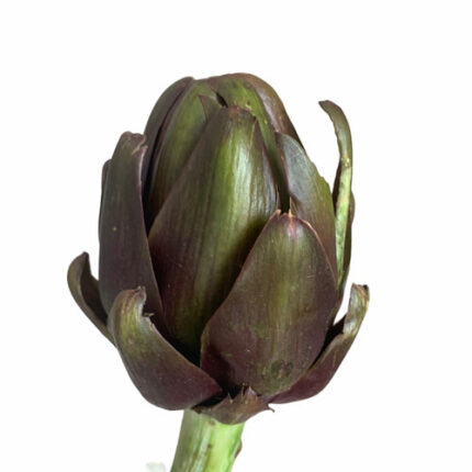 Artichoke Chocolate fisher(STE