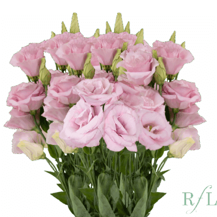 Lisianthus Lt Pk can.