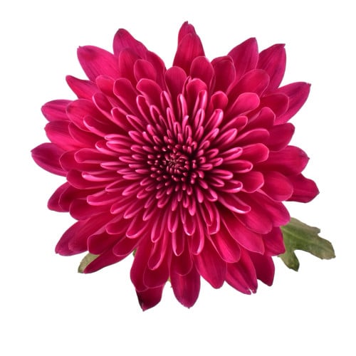 a027cf4f-5f7a-4c5a-9aab-5f52db71957c.jpg Mum Cremon Purple Lotso sole - Image 1