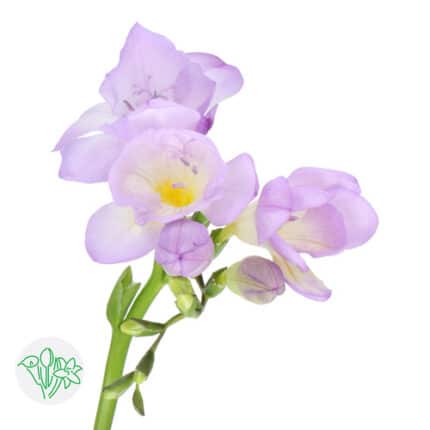 Freesia Bohemian holl