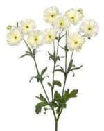 Ranunculus Butterfly Grace hol