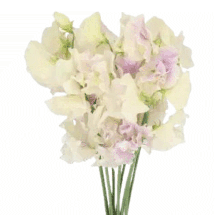 Sweet Peas Elegance Wedding ho
