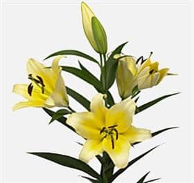 Lily Serano sande(yellow)