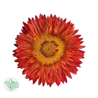 Strawflower Orange holex