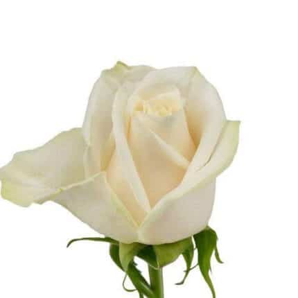 Rose Vendella 60cm priv coll r