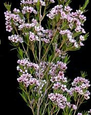 Waxflower lsteph wht tutuli