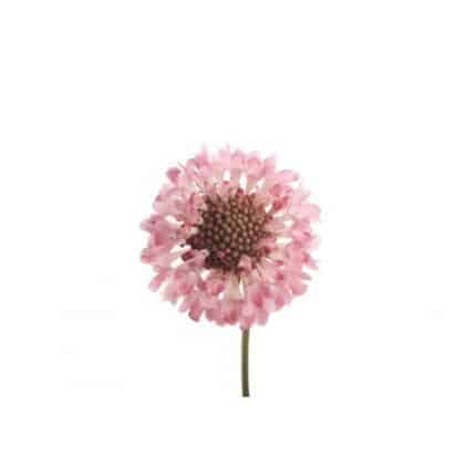 Scabiosa Scoop Pink rio