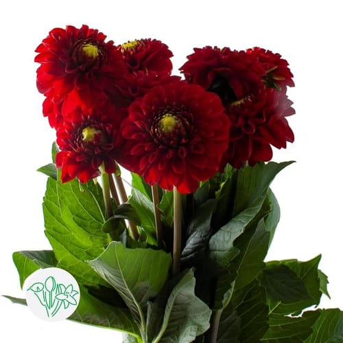 a0840dda-1583-489c-b19f-11e479c2685e.jpg Dahlia Red Fox holl - Image 1