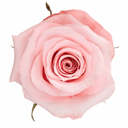 Rose Be Sweet 70cm rfi