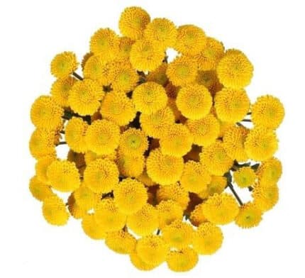 Pom Button Yellow gdns