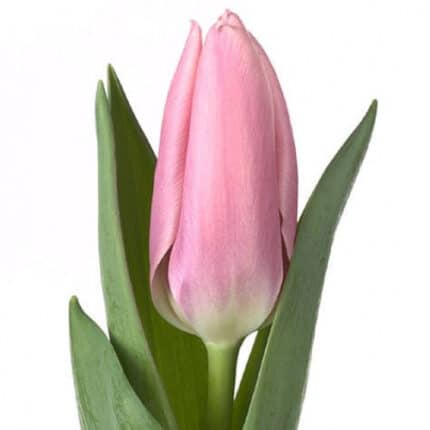 Tulip Milkshake holl