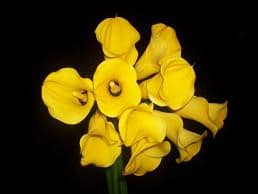 CALLAS holl pot of gold