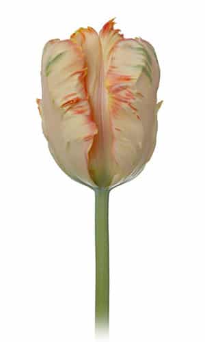 TULIPS v.d. antique