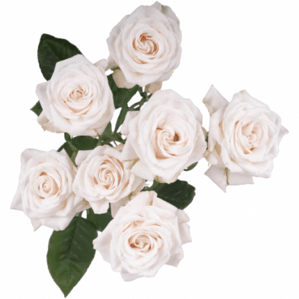 RoseSpray Volans tessa