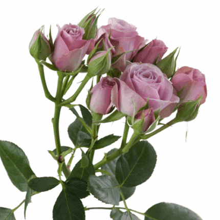 RoseSpray Lavender Irishka rprima