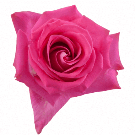 Rose Topaz 60cm rfi
