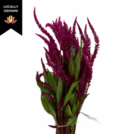 Celosia Hi-Z cramer