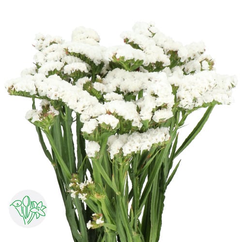 a0e47402-9714-4c7c-b6dc-bd176b41bbda.jpg Statice White florsani - Image 1