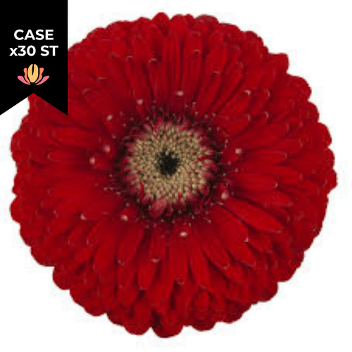 a0fd9c38-918c-427a-8af6-f17c75fceb52.png Gerber Pom Bolero Winwin (x30 st) - Image 1
