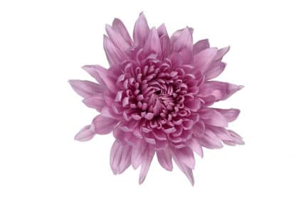 Mum Cremon Lavender rio -