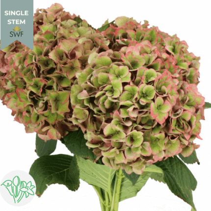 Hydrangea Rodeo Classic holex(