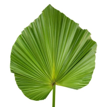 Livistona Palm holex(STEM)