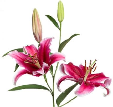 Lily Corvara holex 3+