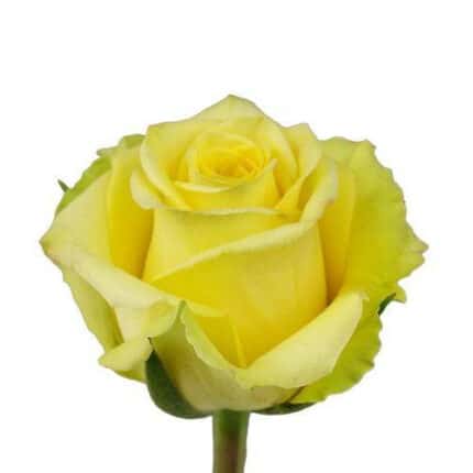Rose Yokohama 40cm rprima