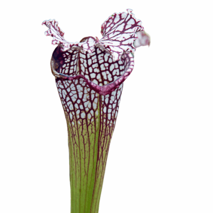 Saracena Swaplily misty