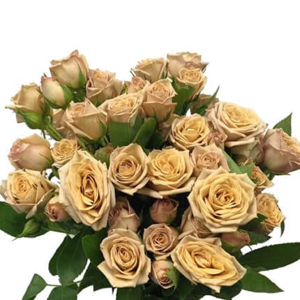 RoseSpray Earth rfi