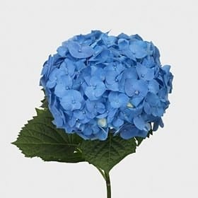 Hydrangea Blue mia premium