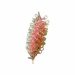Grevillea Salmon holl