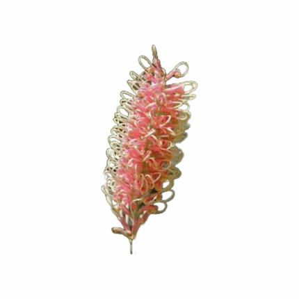 Grevillea Salmon holl