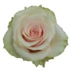 Rose Frutteto 50cm sunrite