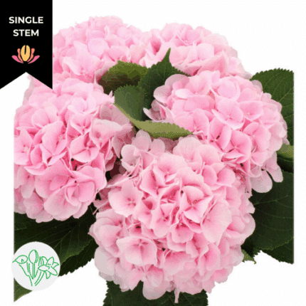 Hydrangea M Ch Verena Pk holl(