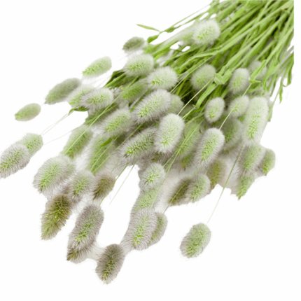 Bunnytail green valley