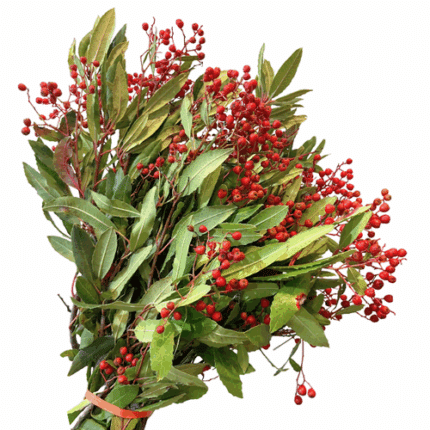 Manzanita Berries mellano