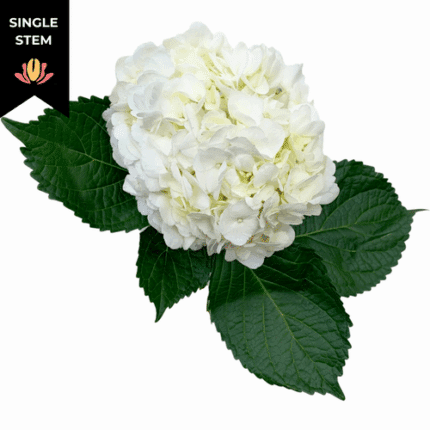 Hydrangea White galleria sel