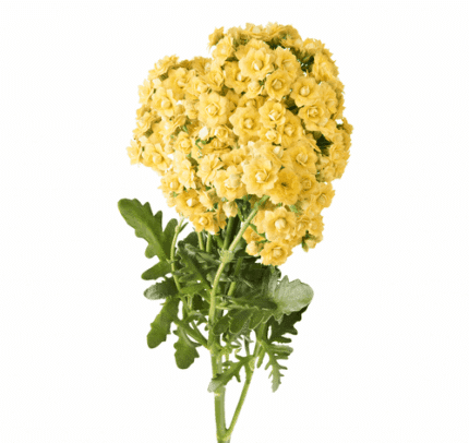 Kalanchoe Mellow Yellow floris -