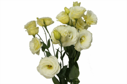 Lisianthus Cream flboard
