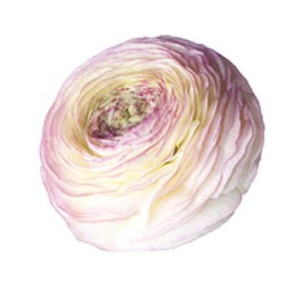 Ranunculus Cloony Felicidade P
