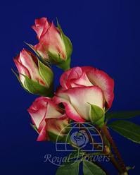 RoseSpray Victorian Laminuette